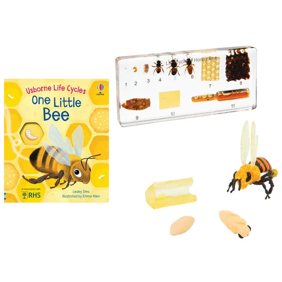 Honey Bee Lifecycle Kit