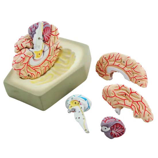 Human Brain Model with Arteries - 8 parts