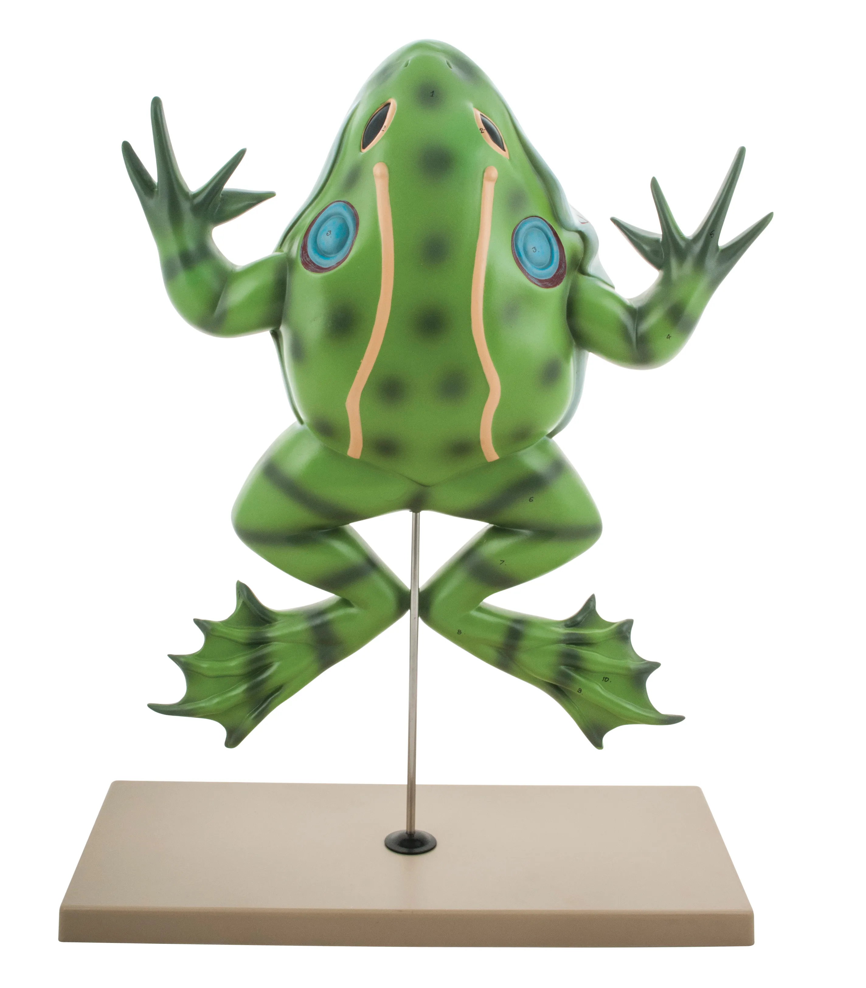 Frog Anatomy Frog Dissection Frog Amphibians 1200x1200