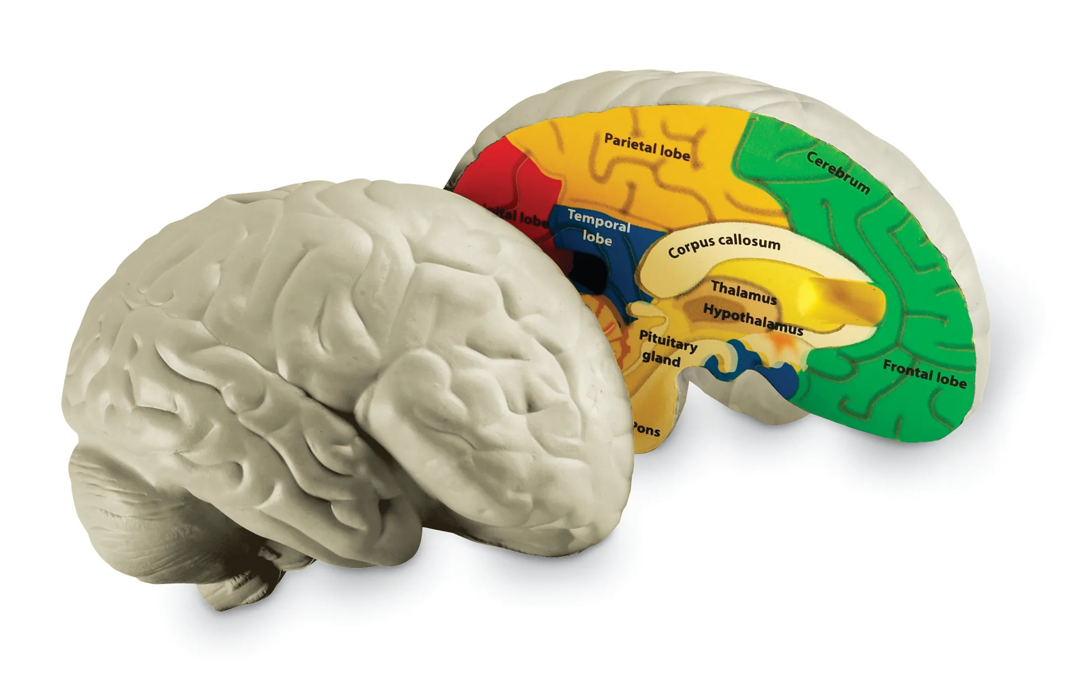 3d Labeled Brain Model Brain HUMAN ANATOMY WEB SITE