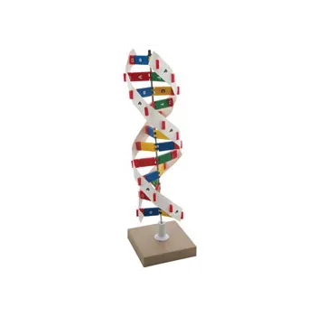 Dna Model 1 Model - DNA Kit
