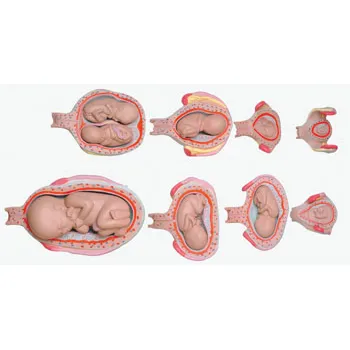 Model - Fetal Development - Human, Set of 8