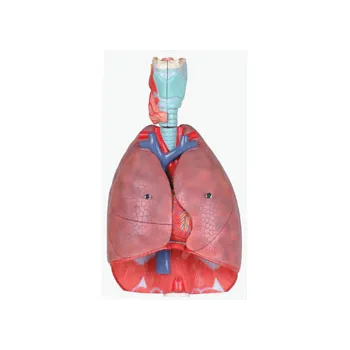 Model - Respiratory System - Lung & Larynx