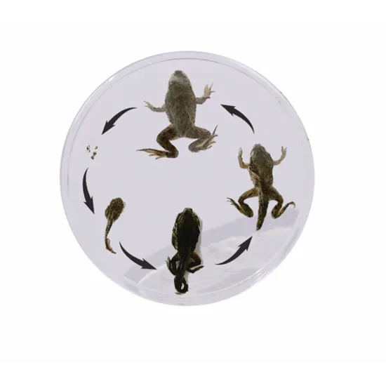 Frog Development